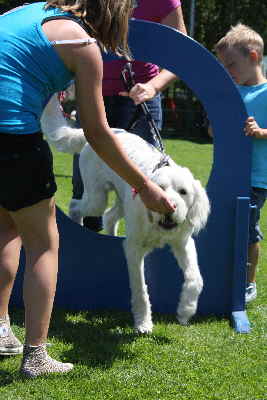 IDer Steg Goldendoodle, Labradoodle, Hovadoodle