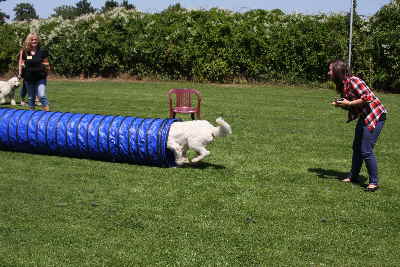 Hunde laufen durch ein Tunnell