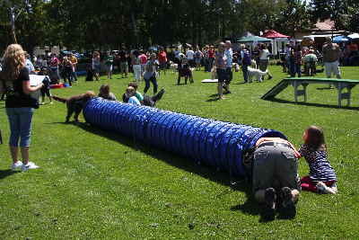 Hunde laufen durch ein Tunnell