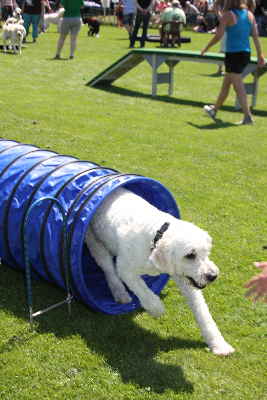 Hunde laufen durch ein Tunnell