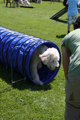 Hunde laufen durch ein Tunnell