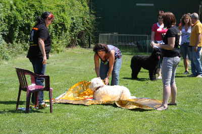 Folie eingepackte Goldendoodle