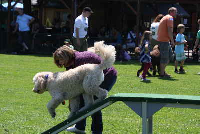 Labradoodles