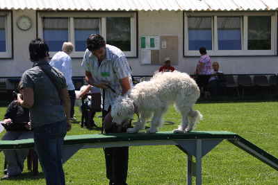 Labradoodles