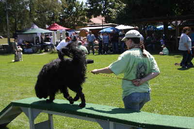 Labradoodles