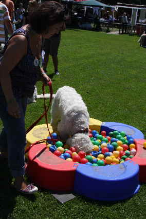 Ball Goldendoodle