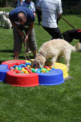 Ball Goldendoodle