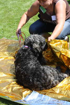 Folie eingepackte Labradoodle