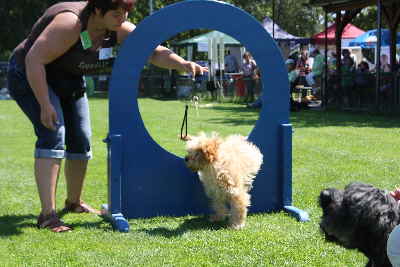 Der Steg Goldendoodle, Labradoodle, Hovadoodle