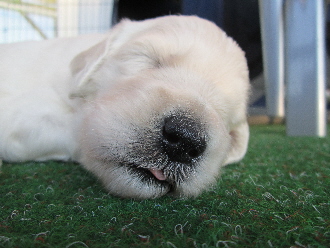 Goldendoodle Welpe schlft