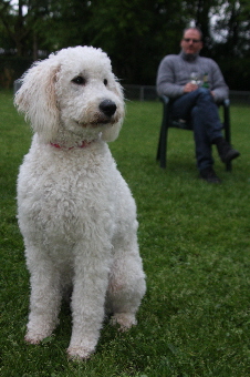 Goldendoodle Annie zeigt sich in Pose