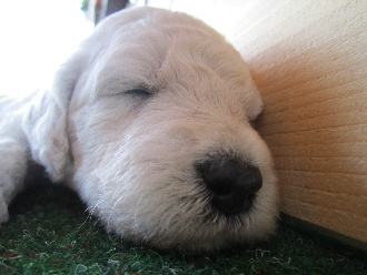 Goldendoodle Welpe schlft