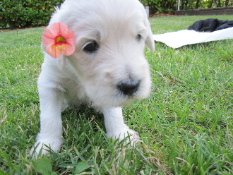 Welpe mit Blume im Haar