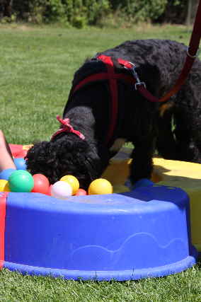 Ball Goldendoodle