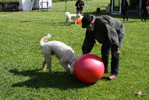 Ball anstupsen und Leckerli hervorholen