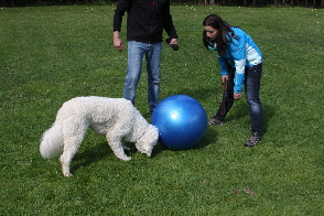 Doodle Nanook mit seiner Familie