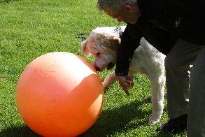 Beissen in den Ball