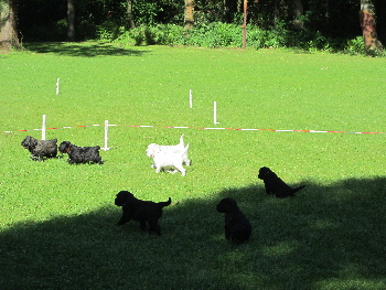 Doodle Welpen sind auf dem Hundeplatz