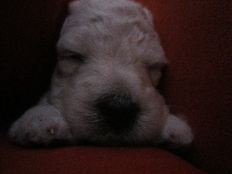 Goldendoodle Welpe schlft zwischen dem Kissen