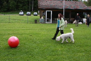 Lea luft zum Treibball