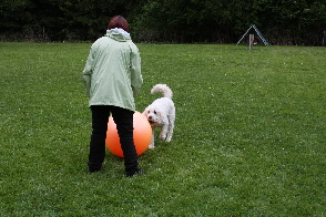 Goldendoodle Sheela spielt mit dem Treibball