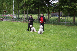 Goldendoodle Sheea und Janosch