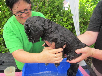 Die Doodle Welpen baden zum ersten Mail