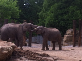 Elefanten im Zoo Heidelberg