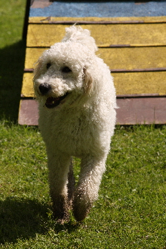 Annie hat schwarze Pfoten