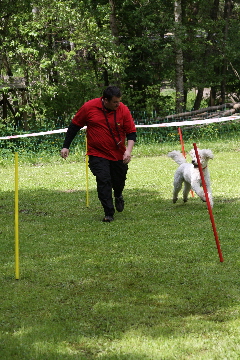 Michael mit Goldendoodle Sheela im Slalomlauf