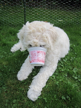 Annie hat den Joghurtbecher