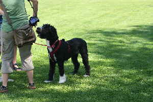 Doodle Hunde spielen