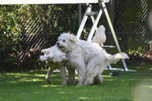 Doodle Hunde spielen