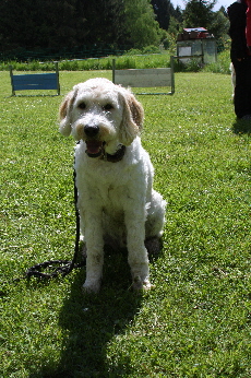 Goldendoodle Rusty