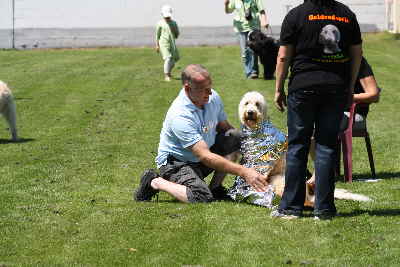 Folie eingepackte Goldendoodle