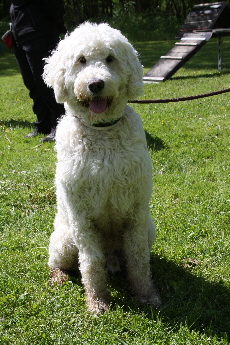 Nanook auf dem Hundeplatz