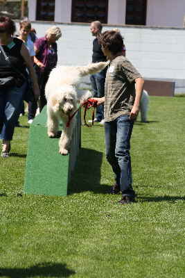 Labradoodles