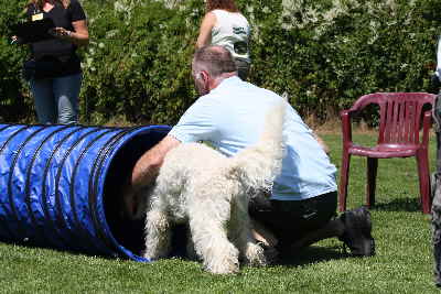 Hunde laufen durch ein Tunnell