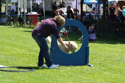 Der Steg Goldendoodle, Labradoodle, Hovadoodle