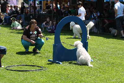 Der Steg Goldendoodle, Labradoodle, Hovadoodle