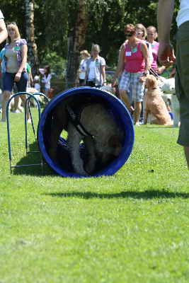 Hunde laufen durch ein Tunnell