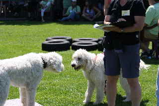 Labradoodle Treffen