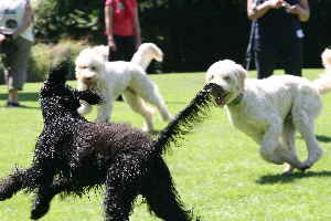 Goldendoodles Hunde spielen