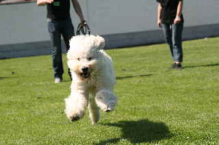 Labradoodle Treffen