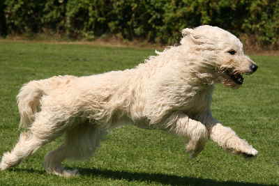 Hunde laufen auf Zeit