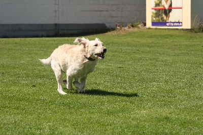 Hunderennen 2011