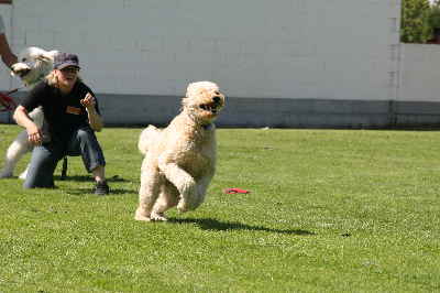 Hunderennen 2011