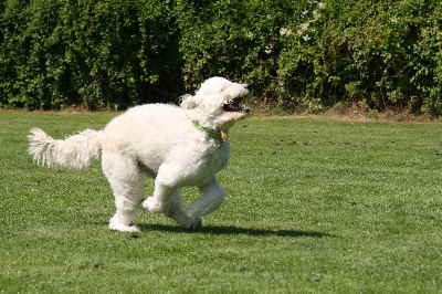 Hunderennen 2011