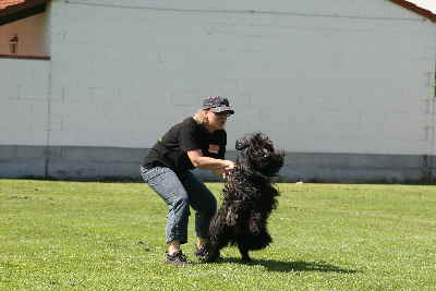 Hunderennen 2011