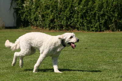 Hunderennen 2011